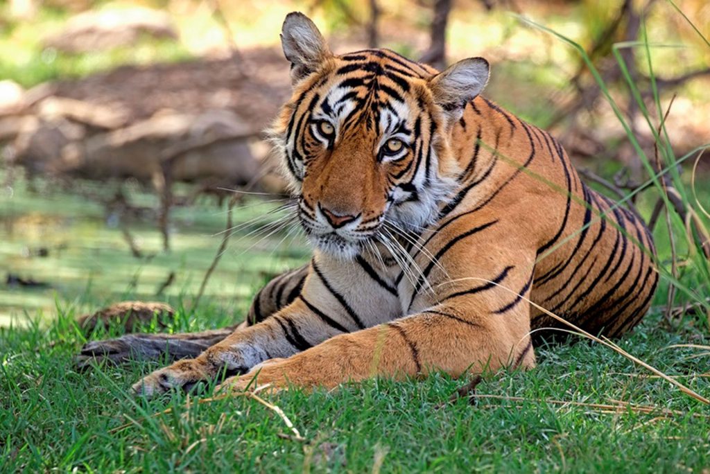 Golden Triangle Tour With Ranthambore