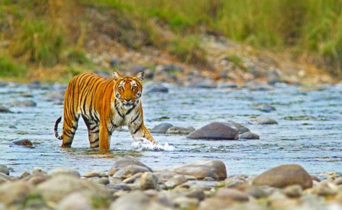 Corbett National Park